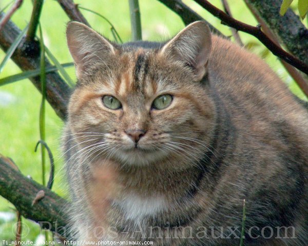 Photo de Chat domestique