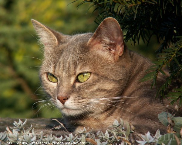 Photo de Chat domestique