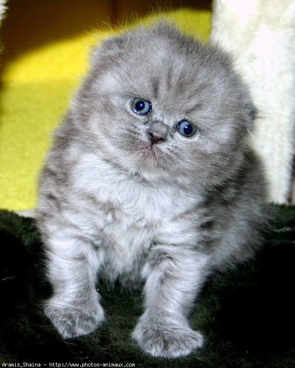 Photo de Scottish fold