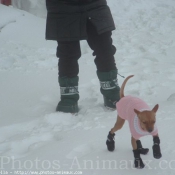 Photo de Pinscher nain