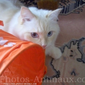 Photo de Ragdoll