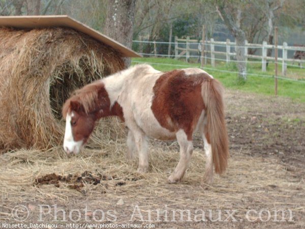 Photo de Shetland