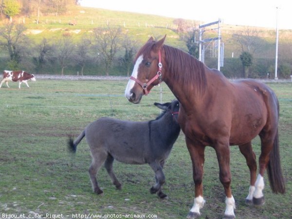 Photo de Races diffrentes