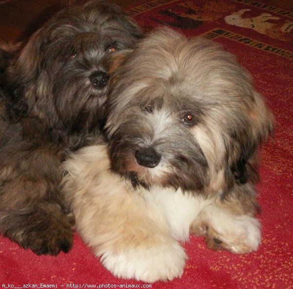 Photo de Lhassa apso