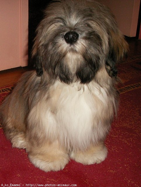 Photo de Lhassa apso