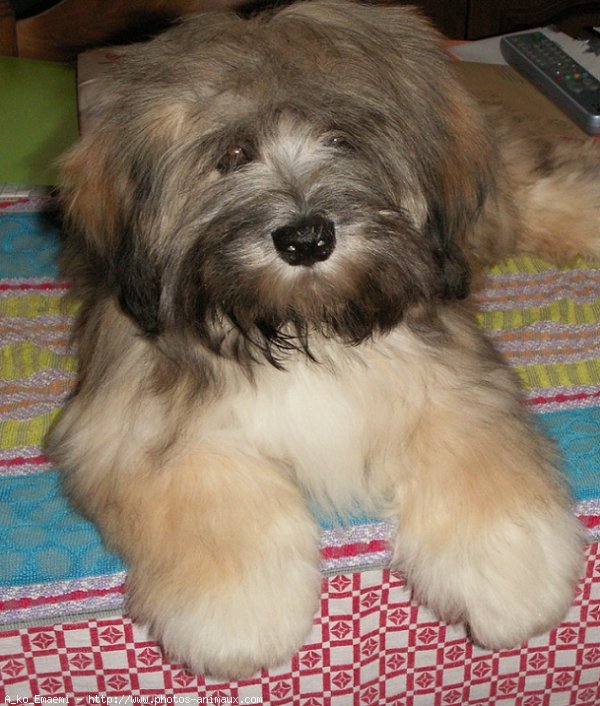 Photo de Lhassa apso