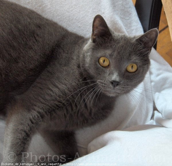 Photo de Chartreux