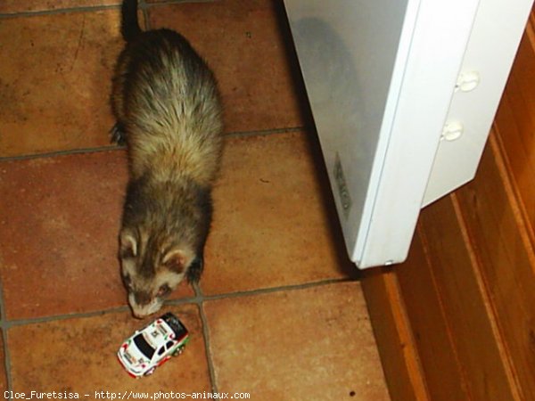 Photo de Furet