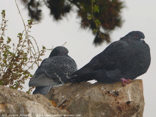 Photo de Pigeon