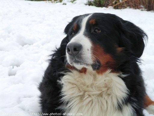 Photo de Bouvier bernois