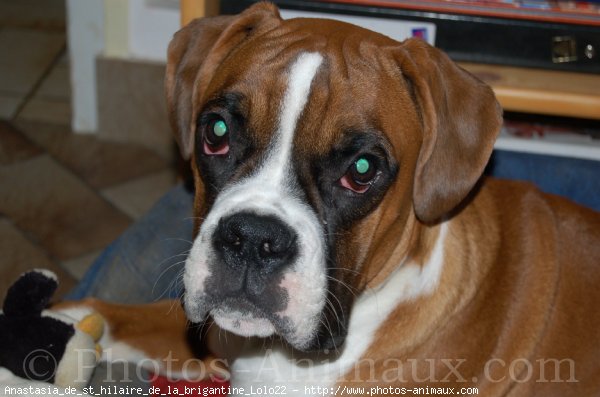 Photo de Boxer