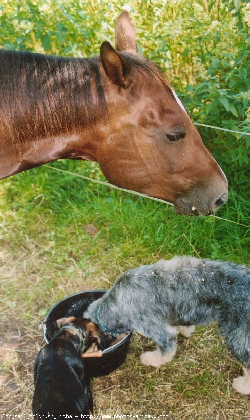 Photo de Quarter horse