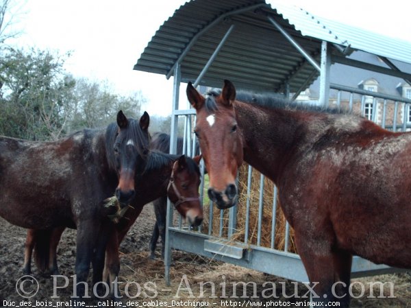 Photo de Trotteur franais