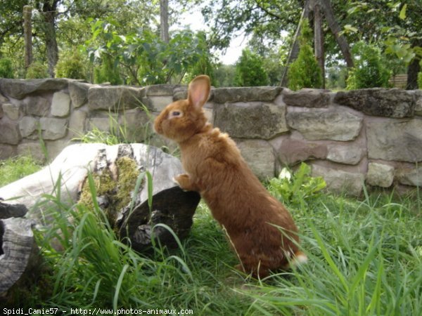 Photo de Lapin