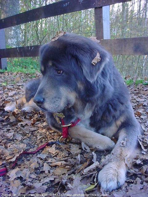 Photo de Dogue du tibet