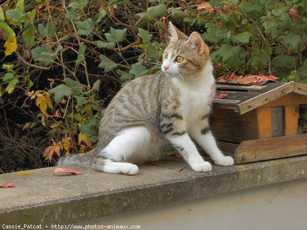 Photo de Chat domestique