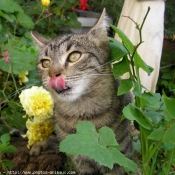 Photo de Chat domestique