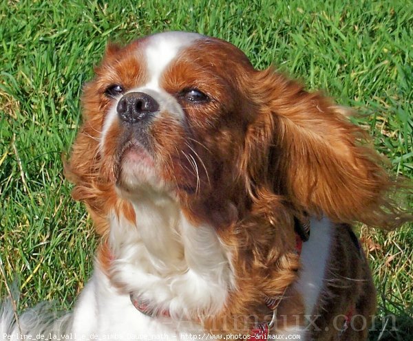 Photo de Cavalier king charles spaniel