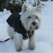 Photo de West highland white terrier