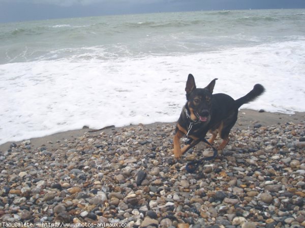 Photo de Croisement