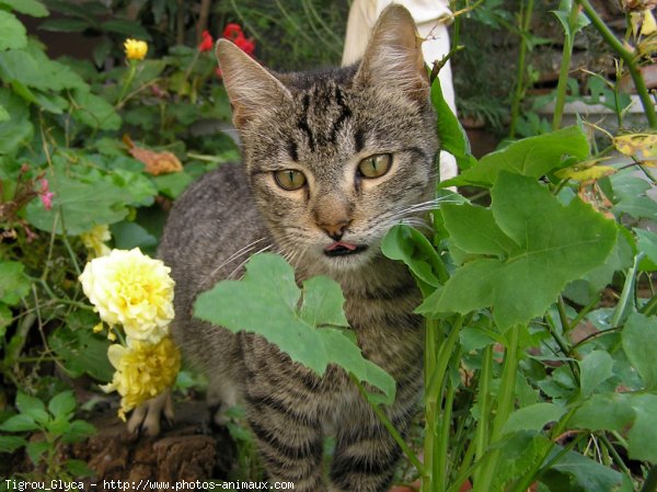 Photo de Chat domestique