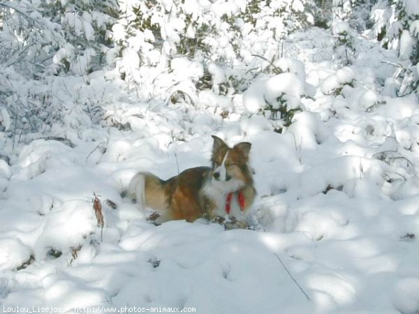 Photo de Border collie