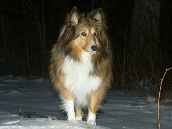 Photo de Chien de berger des shetland