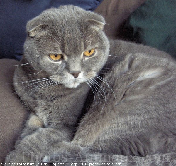 Photo de Scottish fold