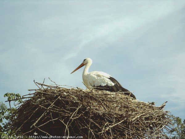 Photo de Cigogne