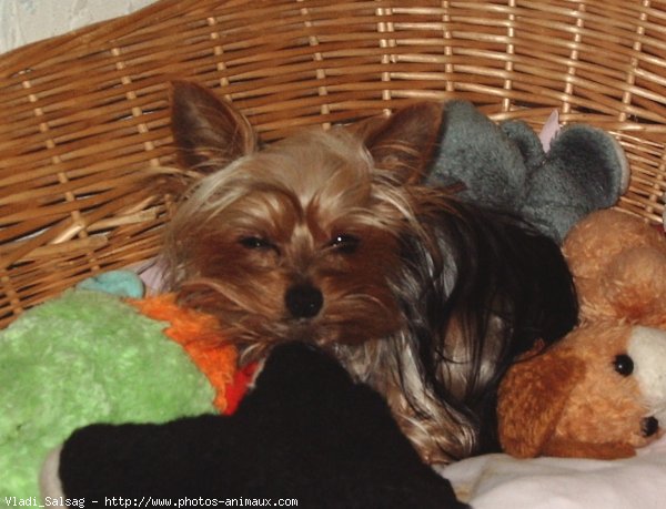 Photo de Yorkshire terrier