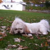 Photo de Lhassa apso