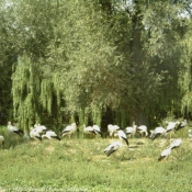 Photo de Cigogne