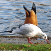 Photo de Mouette