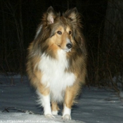 Photo de Chien de berger des shetland