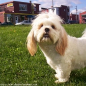 Photo de Lhassa apso