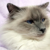 Photo de Sacr de birmanie