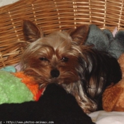 Photo de Yorkshire terrier