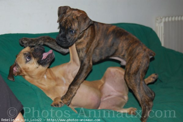 Photo de Boxer