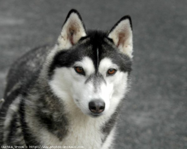 Photo de Husky siberien