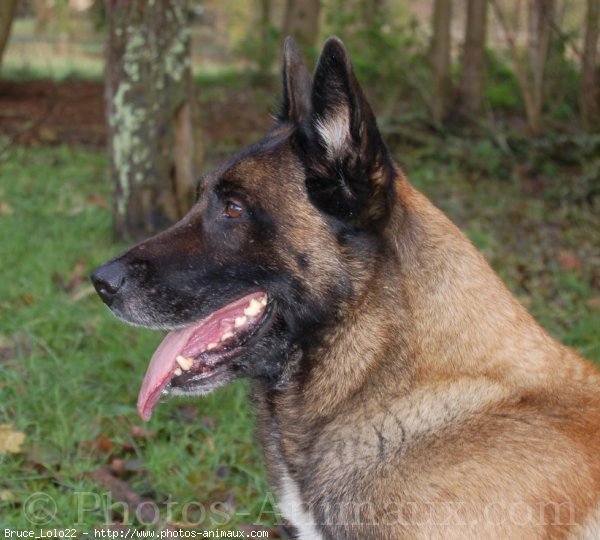 Photo de Berger belge malinois