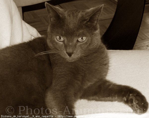 Photo de Chartreux