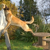 Photo de Berger belge malinois