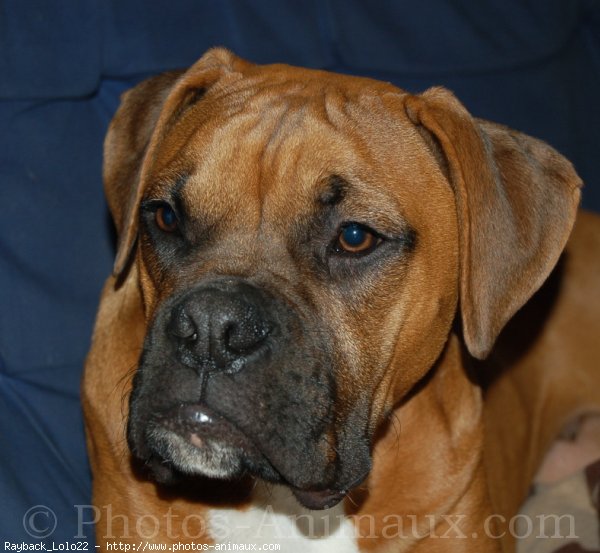 Photo de Boxer