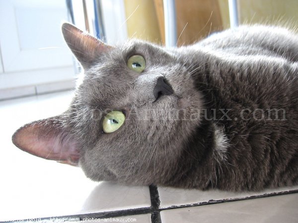 Photo de Chartreux