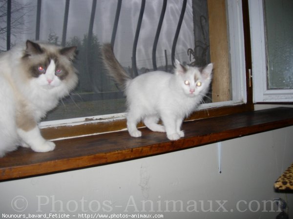 Photo de Ragdoll