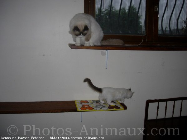 Photo de Ragdoll