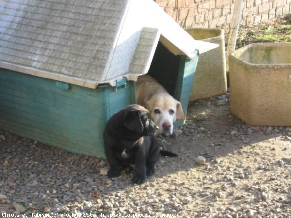 Photo de Labrador retriever