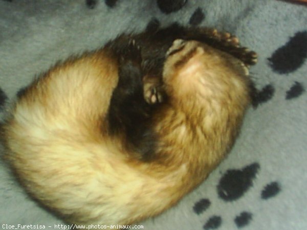 Photo de Furet