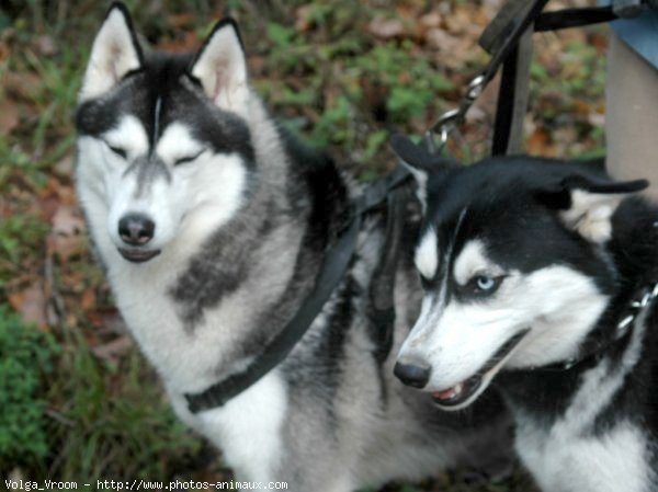 Photo de Husky siberien