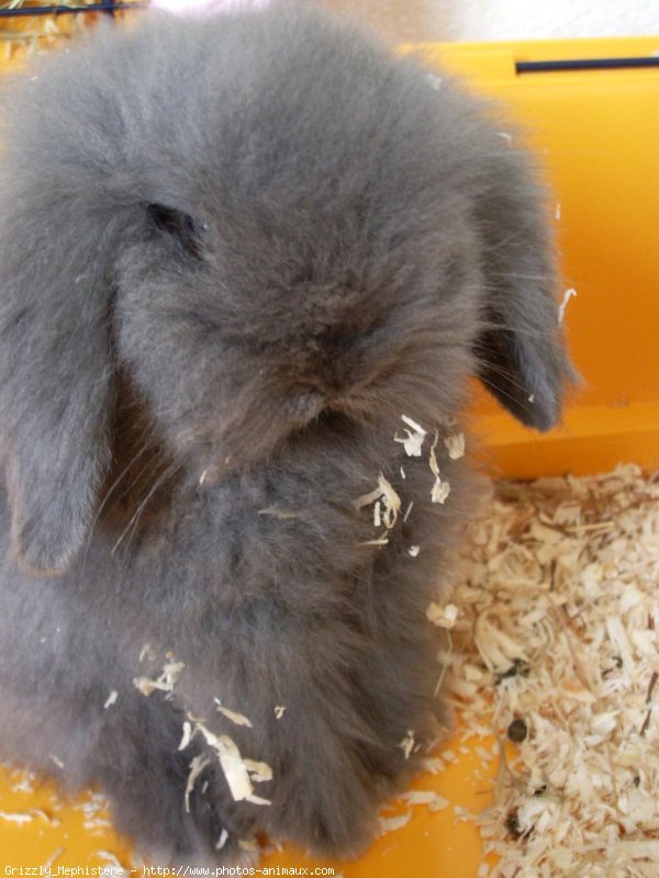 Photo de Lapin